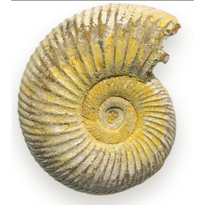 Ammonite Fossil Ammonite Fossil
